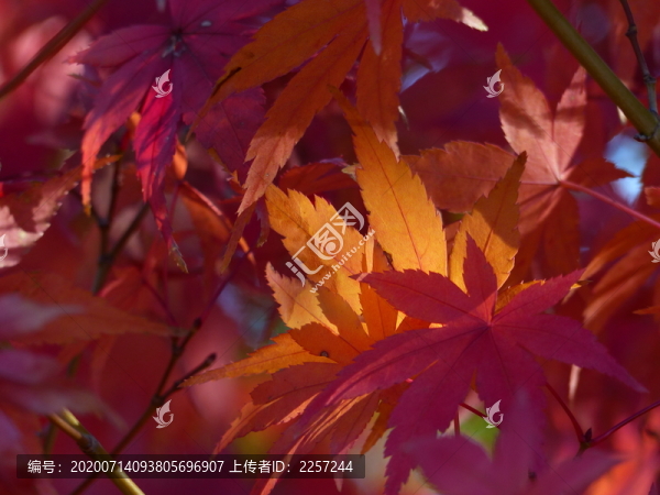 紅葉