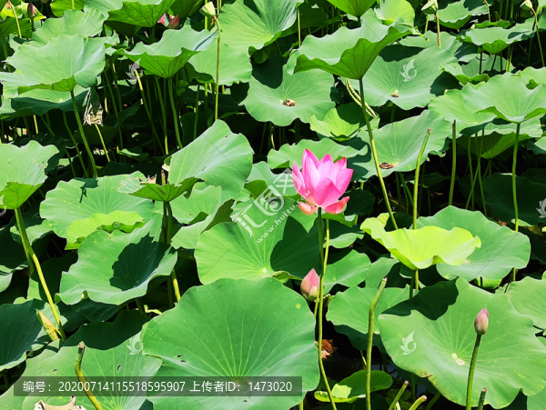 荷花