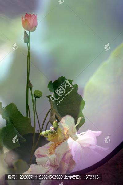 荷花