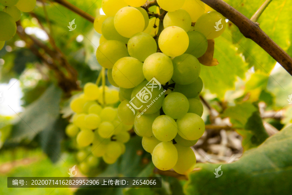醉金香葡萄