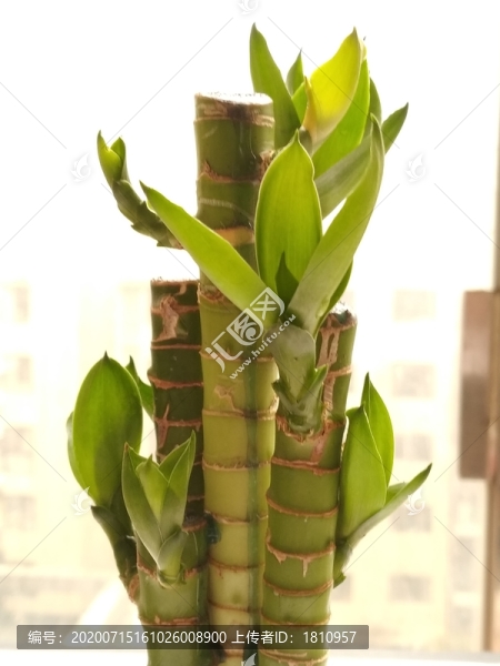富貴竹
