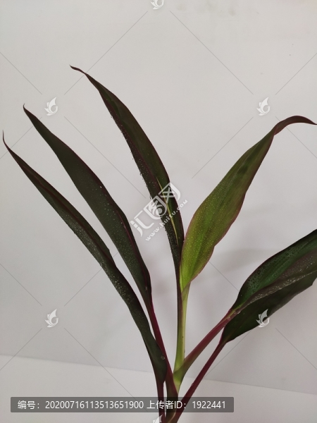 富貴竹紅運(yùn)當(dāng)頭枝葉特寫
