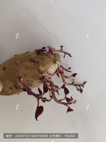 紅薯嫩芽
