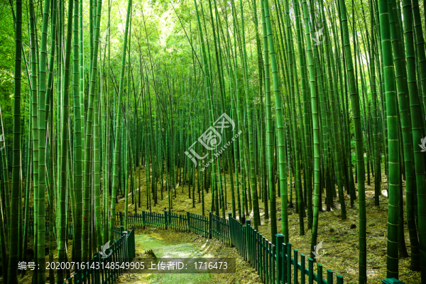 綠竹林