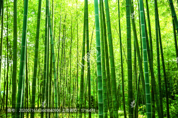綠竹林