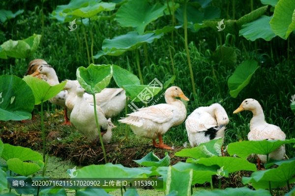農(nóng)家土鴨