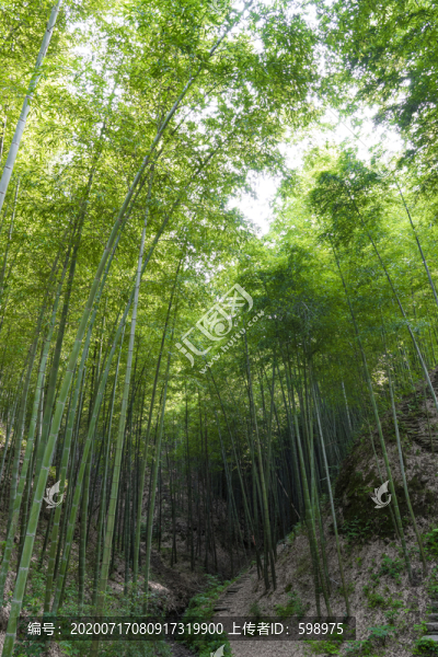 竹林