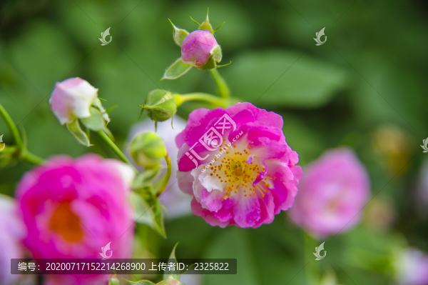野薔薇