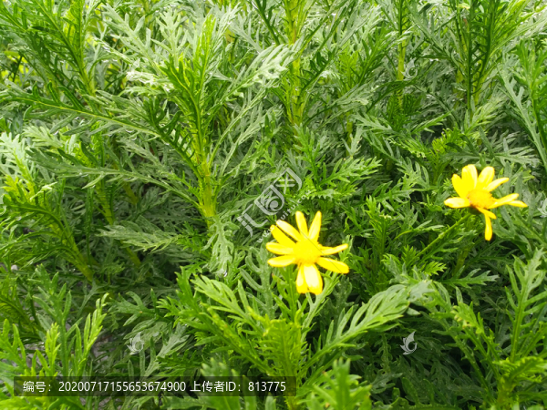 茼蒿黃花