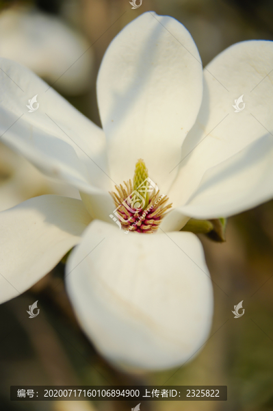 玉蘭花