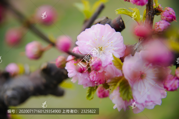 榆葉梅
