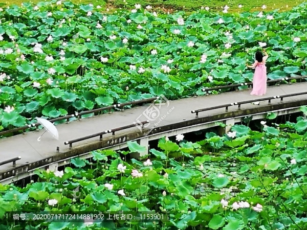 荷花池