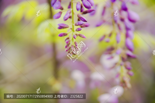 紫藤花
