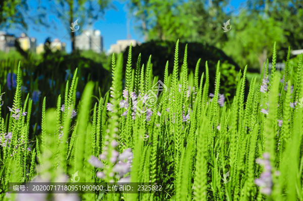 假龍頭花