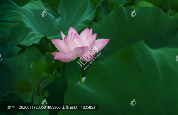 江陰中山公園
