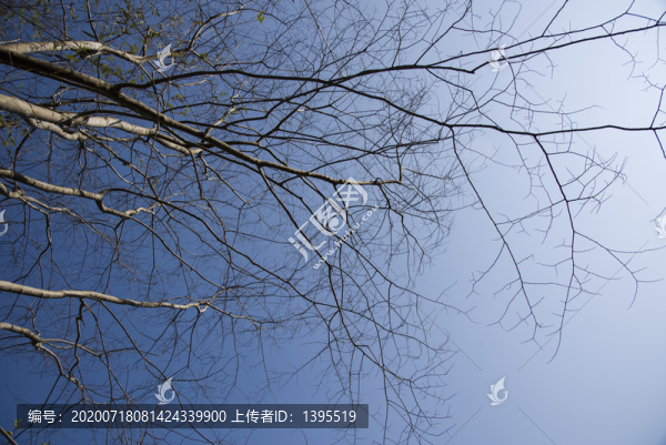 仰拍樹枝