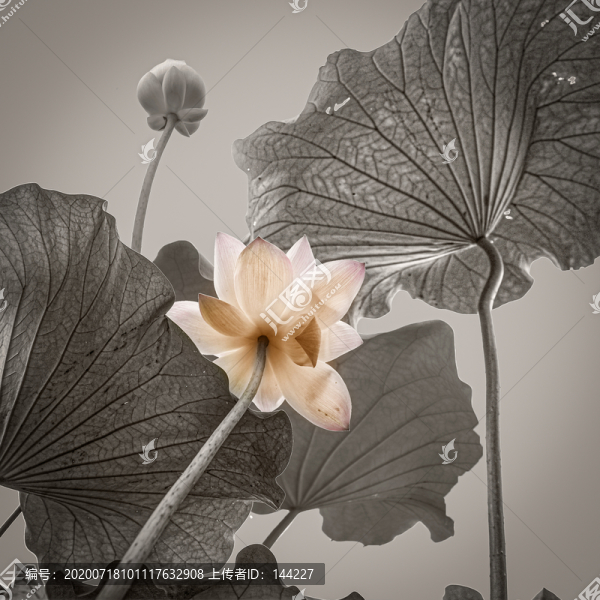 畫(huà)意荷花