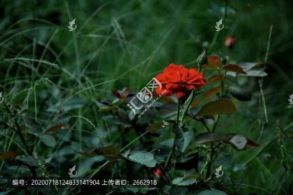 路邊的紅花