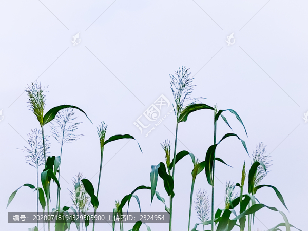 高粱