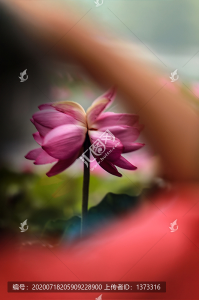 荷花