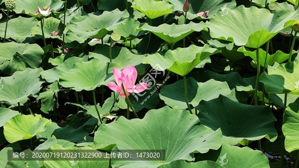 荷花