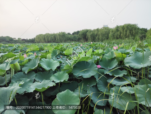 荷花