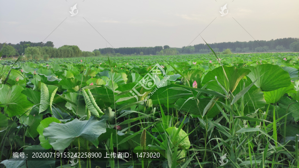 荷花