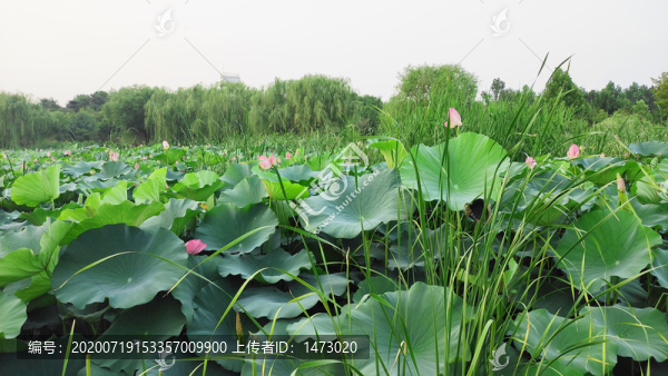 荷花