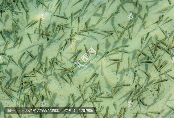 魚苗