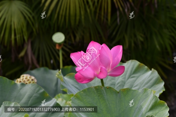 荷花