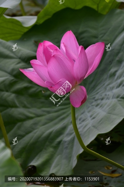 紅芙蓉