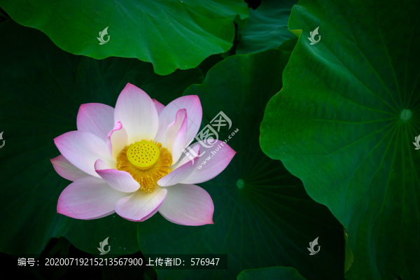 意境荷花88