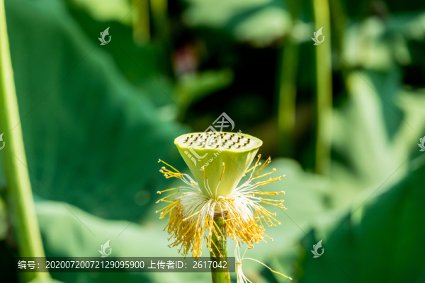 蓮蓬特寫