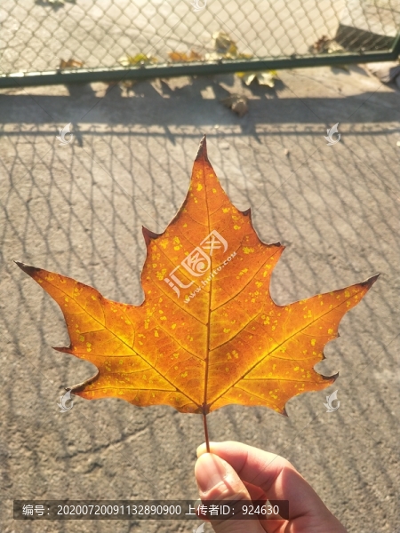 梧桐葉子