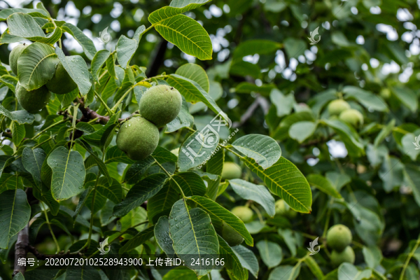 農(nóng)家核桃