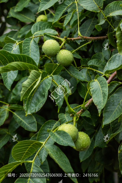 農(nóng)家核桃