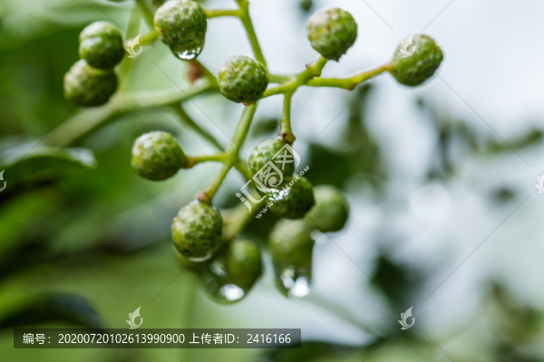 青花椒