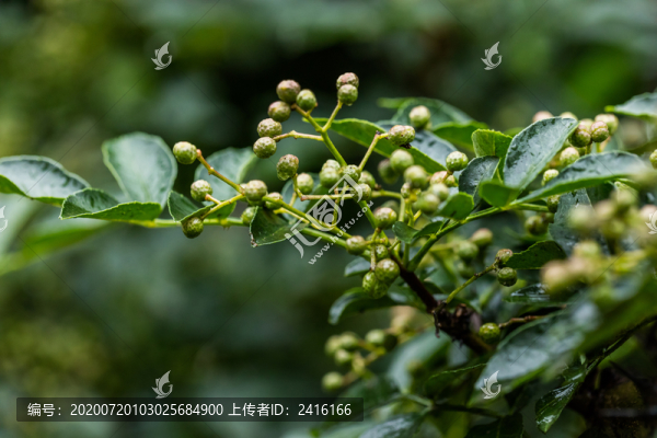 青花椒