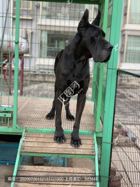大丹犬