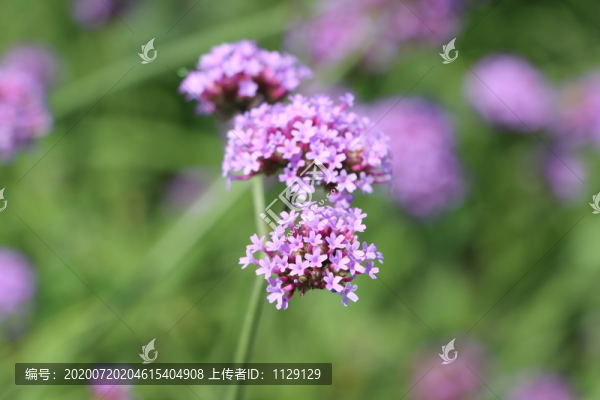 柳葉馬鞭草