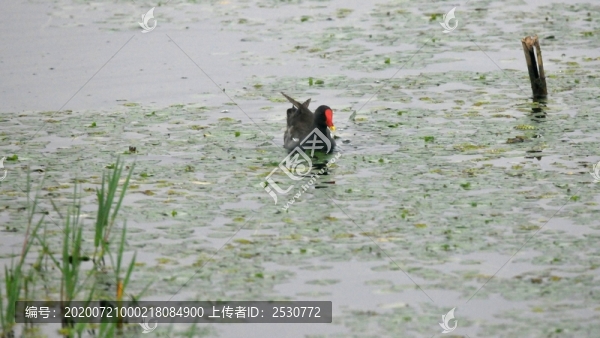 黑水雞