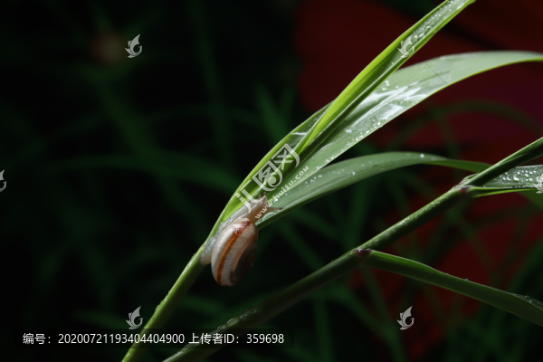 蝸牛