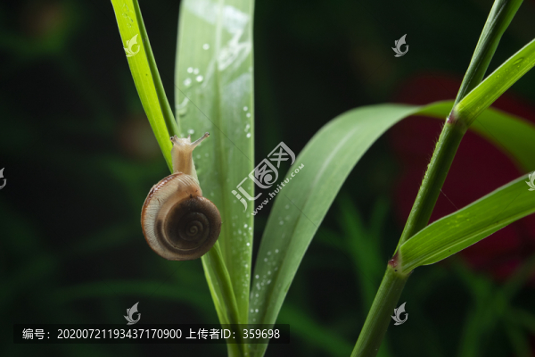 蝸牛