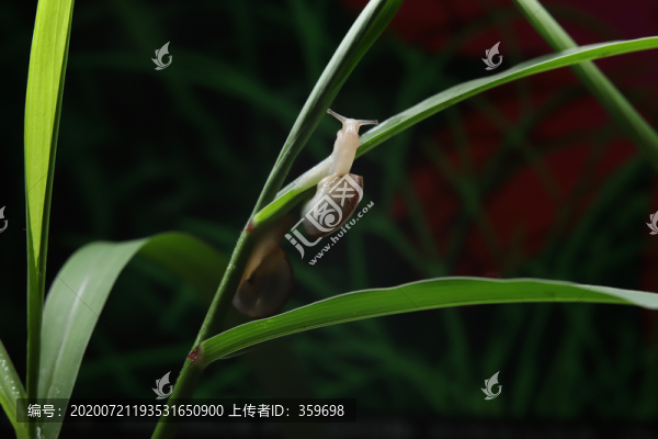 蝸牛