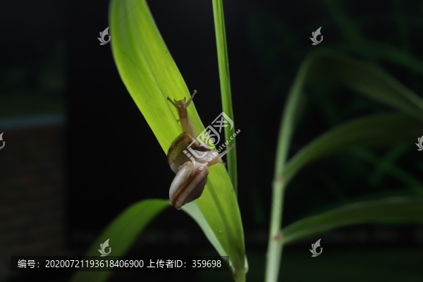 蝸牛