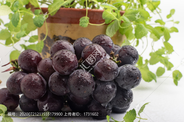 葡萄