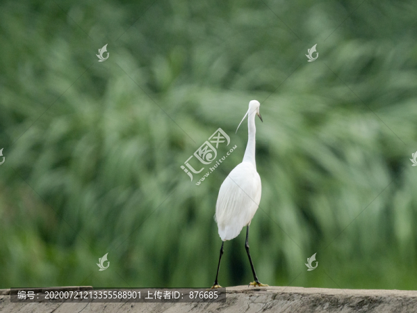白鷺