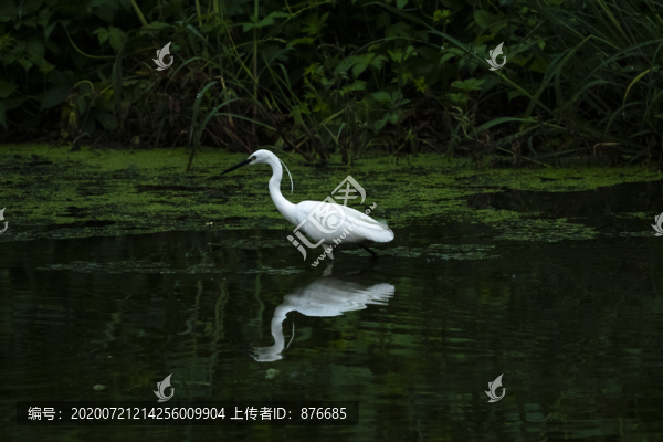 白鷺