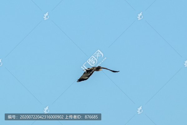 隼