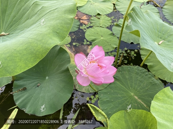 荷花